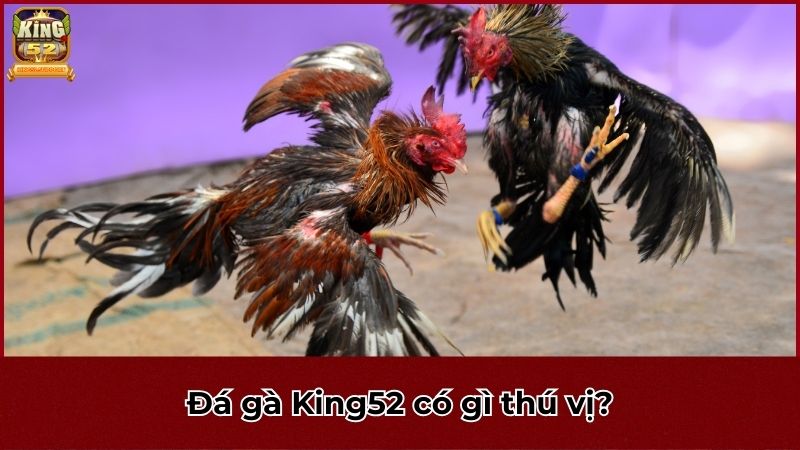 Đá gà King52 có gì thú vị?