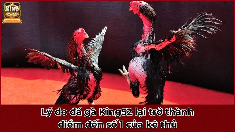 Lý do đá gà King52 lại trở thành điểm đến số 1 của kê thủ